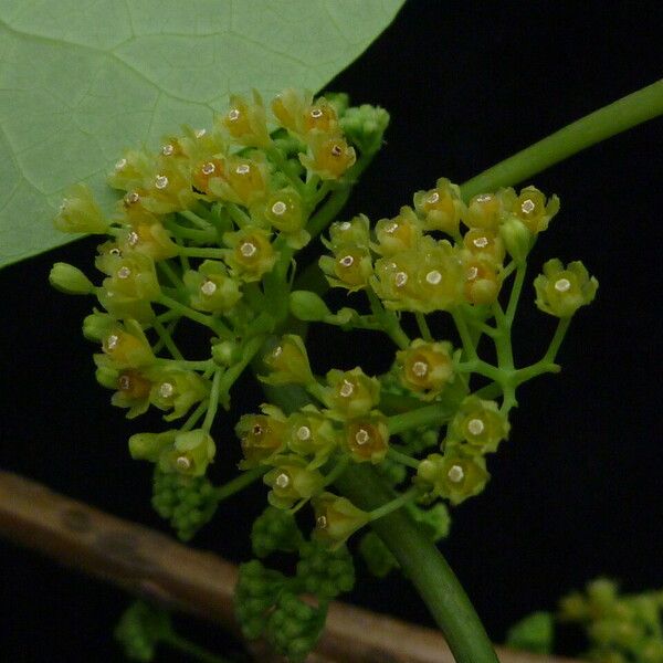 Cissampelos pareira Blomma