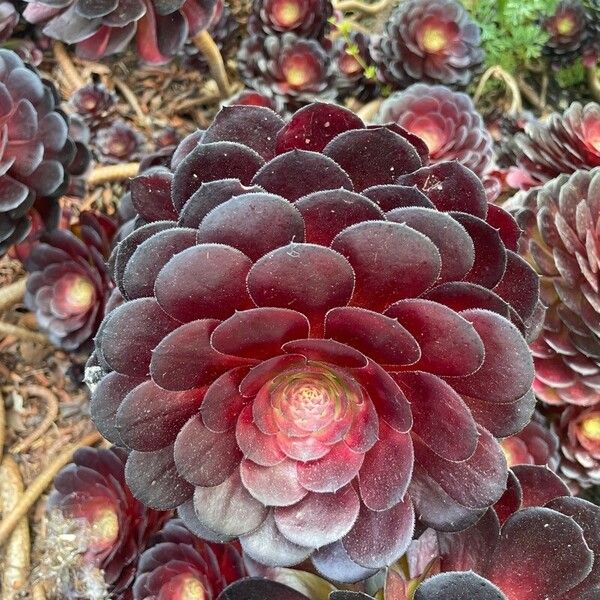 Aeonium arboreum Leaf