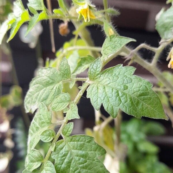 Solanum pimpinellifolium برگ