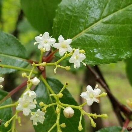 Viburnum rufidulum Blomst