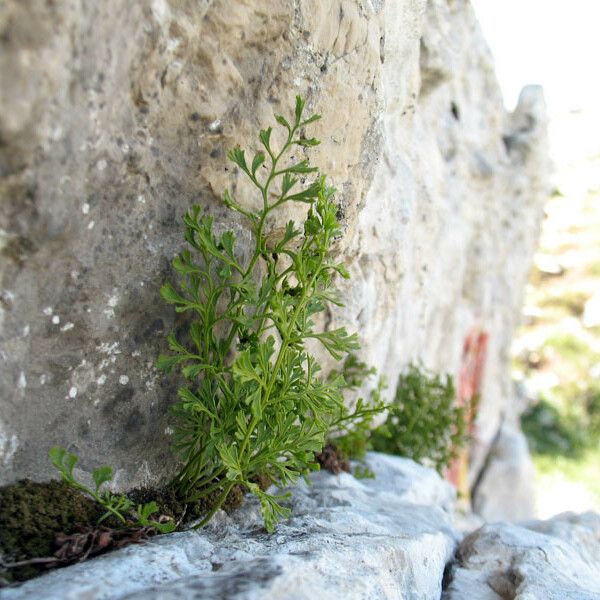 Asplenium fissum Habitus