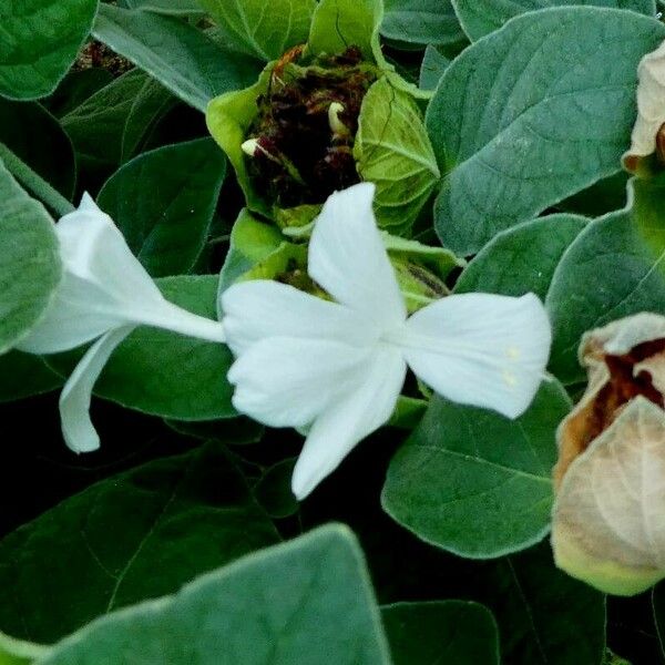 Barleria albostellata Blüte