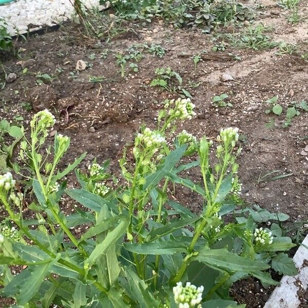 Thlaspi arvense Flower