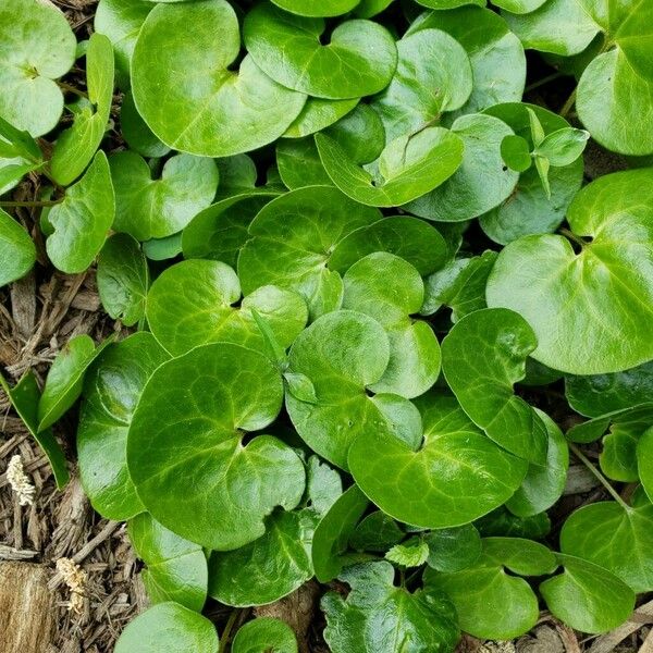 Asarum europaeum Folio