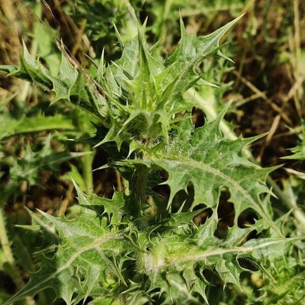 Scolymus hispanicus Fuelha