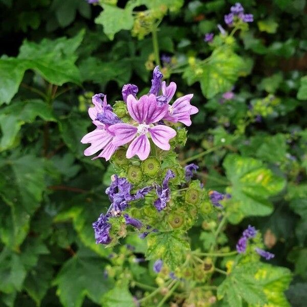 Malva sylvestris Flower