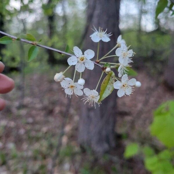 Prunus pensylvanica 花