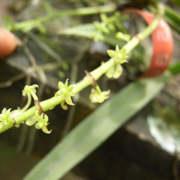 Diaphananthe vesicata Blomma