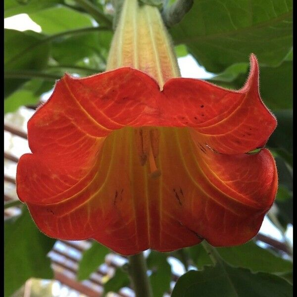 Brugmansia sanguinea 花