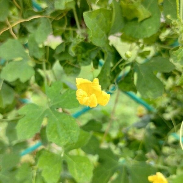 Momordica balsamina Flower