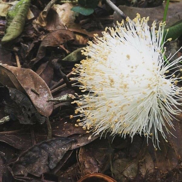 Pseudobombax septenatum Virág