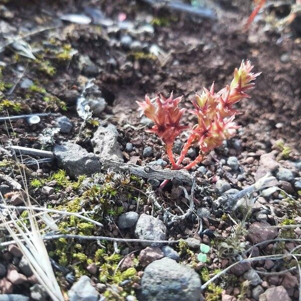 Sedum cespitosum Floro