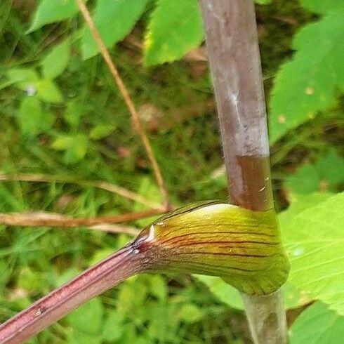 Angelica sylvestris पत्ता