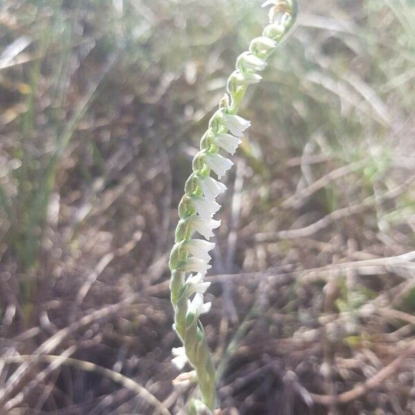 Spiranthes spiralis Flor