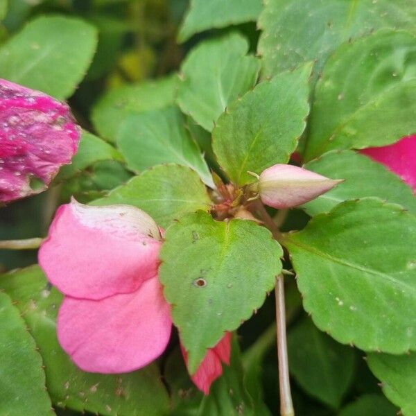 Impatiens walleriana List