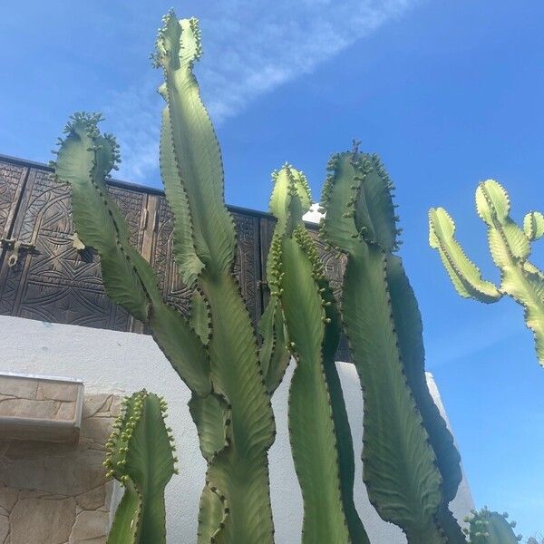 Euphorbia murielii Blatt