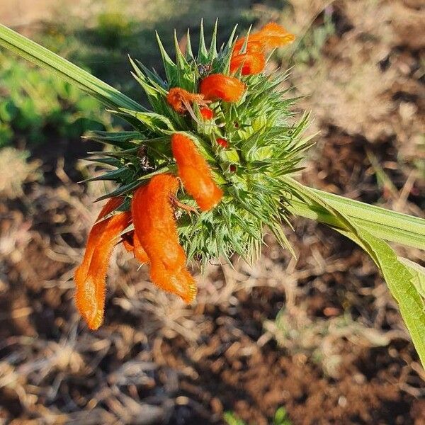 Leonotis nepetifolia Flower