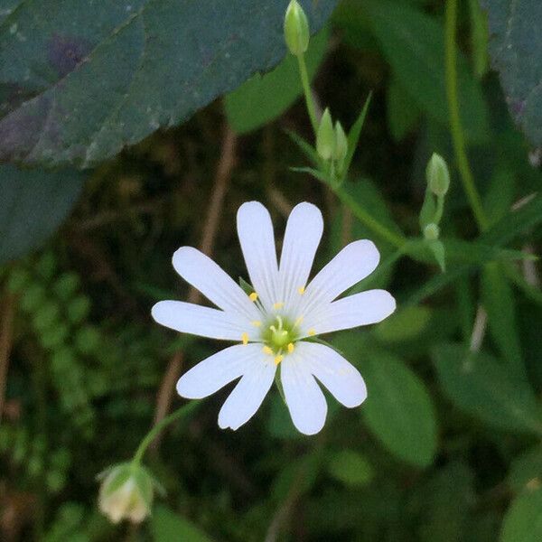 Rabelera holostea Flor