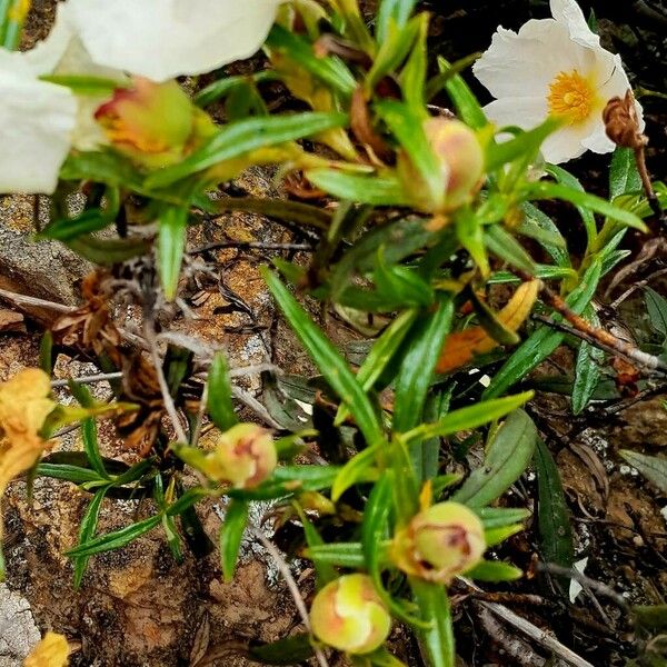 Cistus monspeliensis Leaf