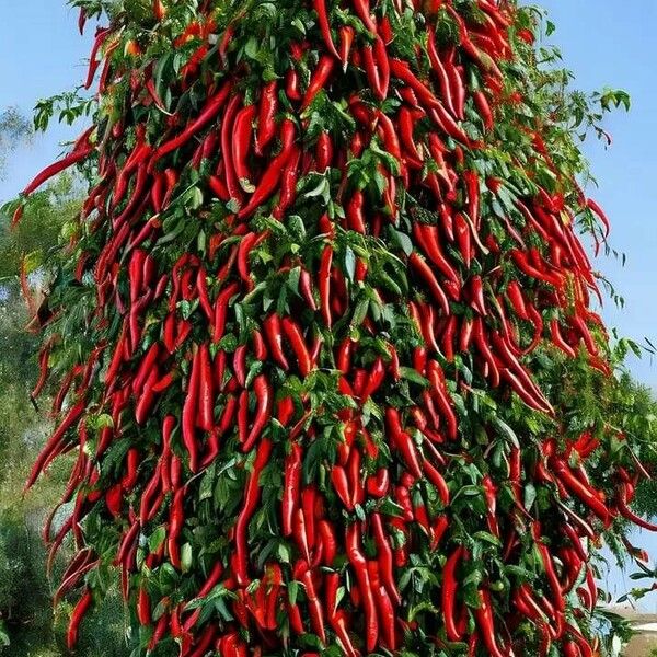 Capsicum frutescens Blad