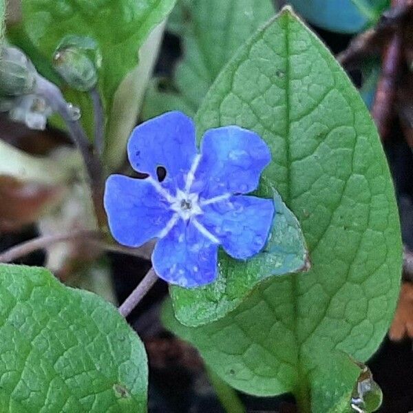 Omphalodes verna Flower