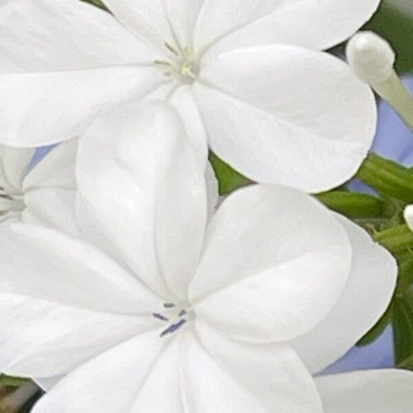 Plumbago auriculata Bloem