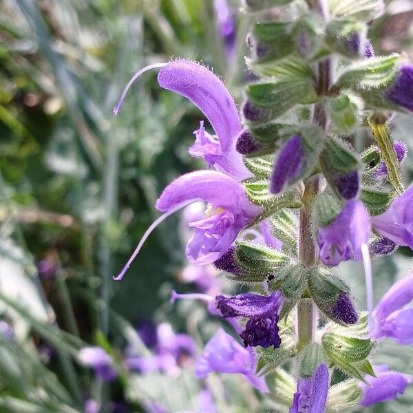 Salvia pratensis Žiedas