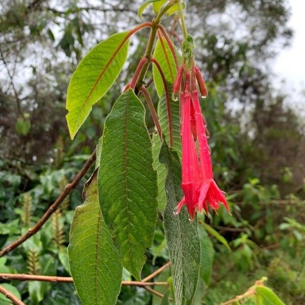 Fuchsia boliviana List