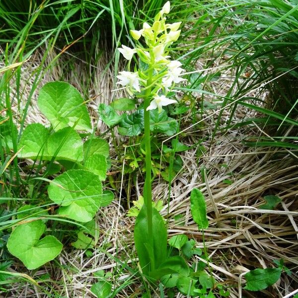 Platanthera chlorantha Vekstform