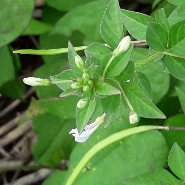 Cleome rutidosperma Květ