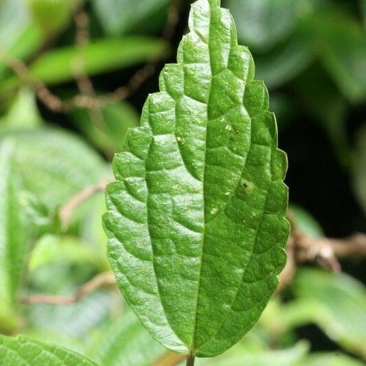 Boehmeria japonica Leaf