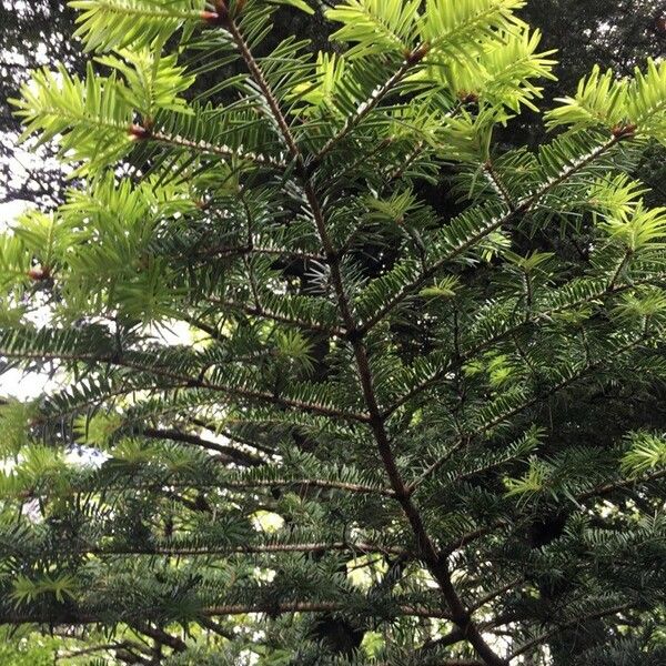 Abies homolepis Blatt