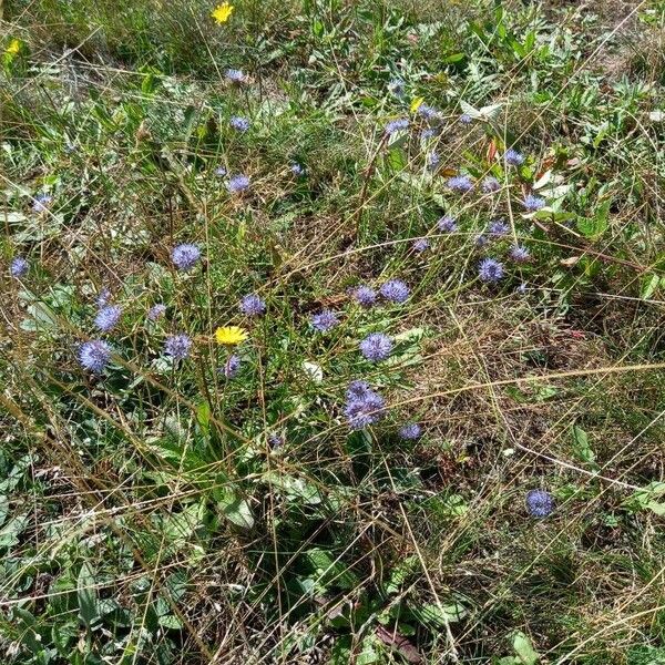 Jasione montana ശീലം