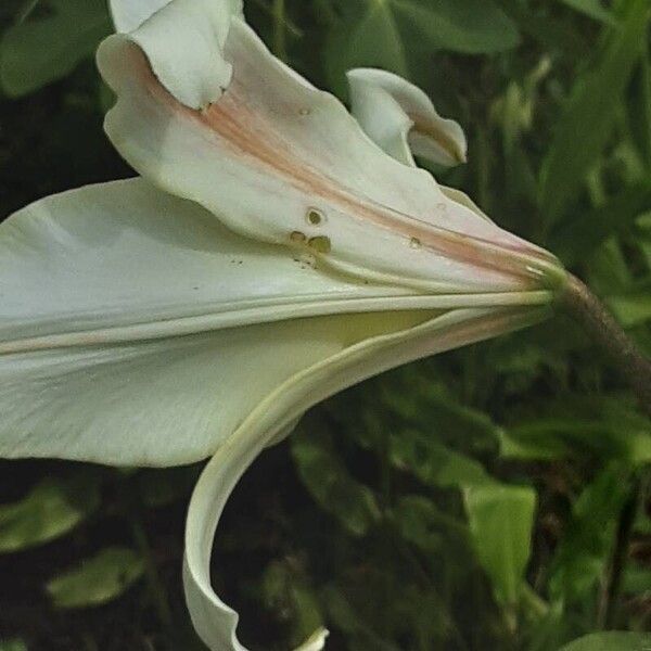 Lilium candidum Blomma