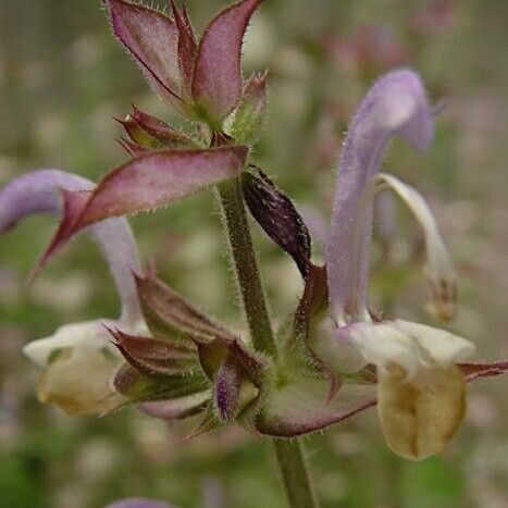 Salvia sclarea Blomma