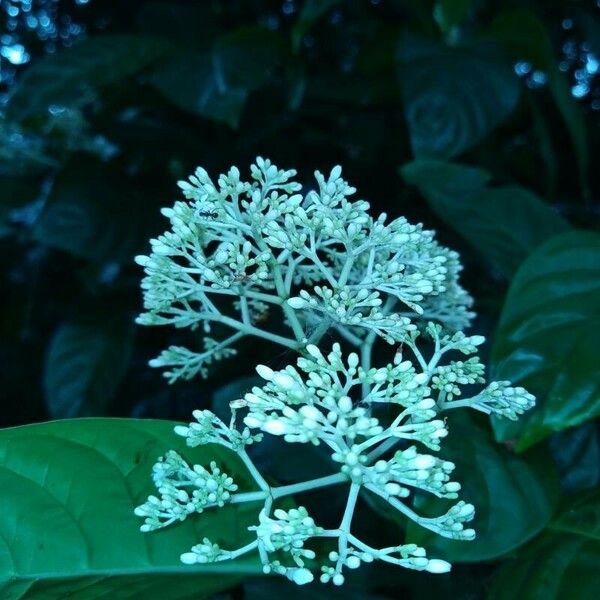 Psychotria carthagenensis പുഷ്പം