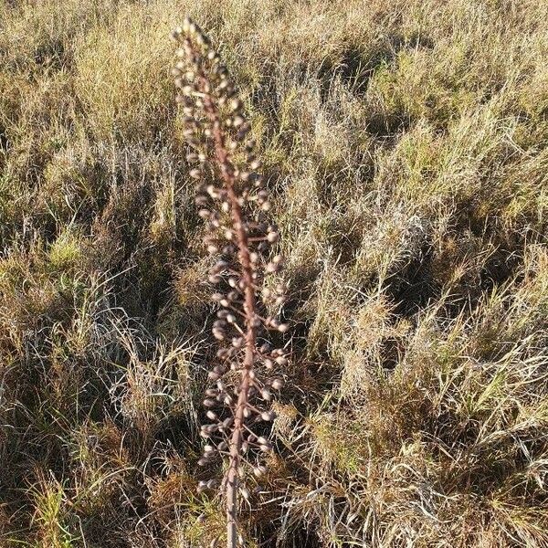 Drimia altissima Çiçek