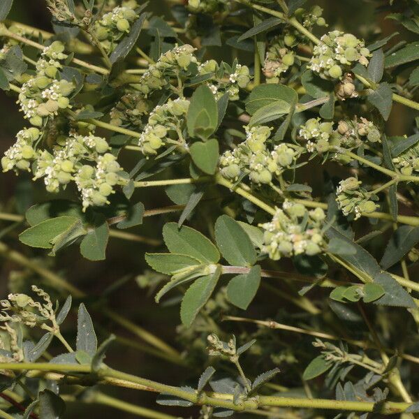 Euphorbia lasiocarpa Habit