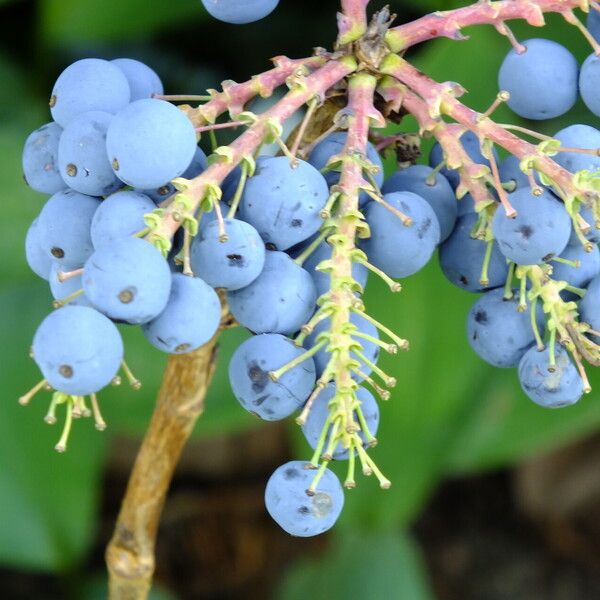 Berberis aquifolium Gyümölcs