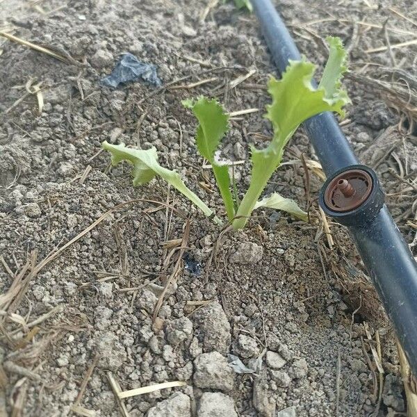 Lactuca sativa Levél