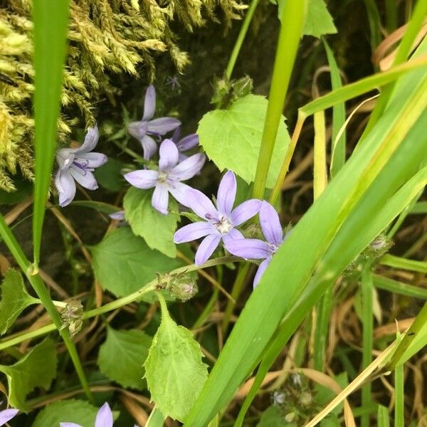 Campanula patula Kvet