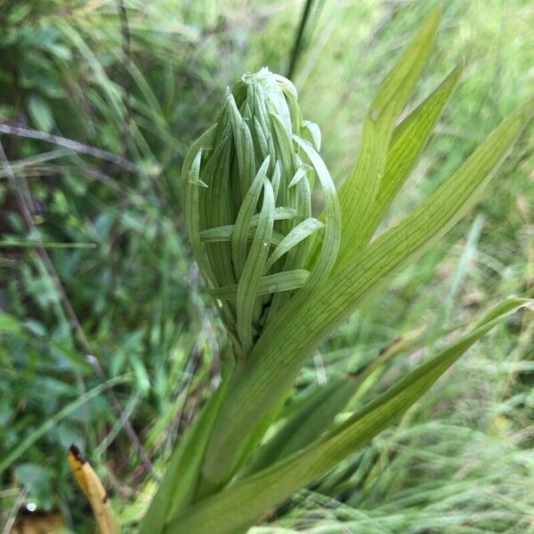 Himantoglossum hircinum 花