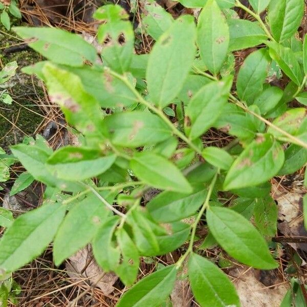 Vaccinium angustifolium Blad