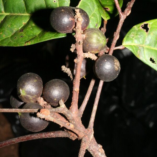 Protium tenuifolium Fruit