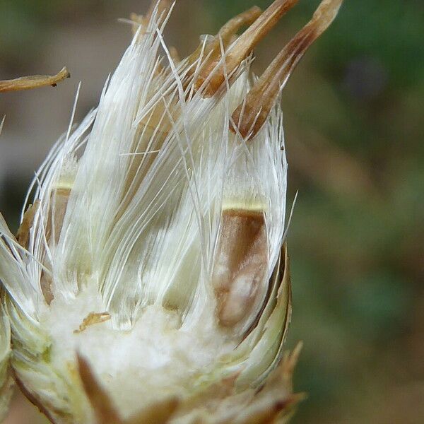 Centaurea aspera Gyümölcs
