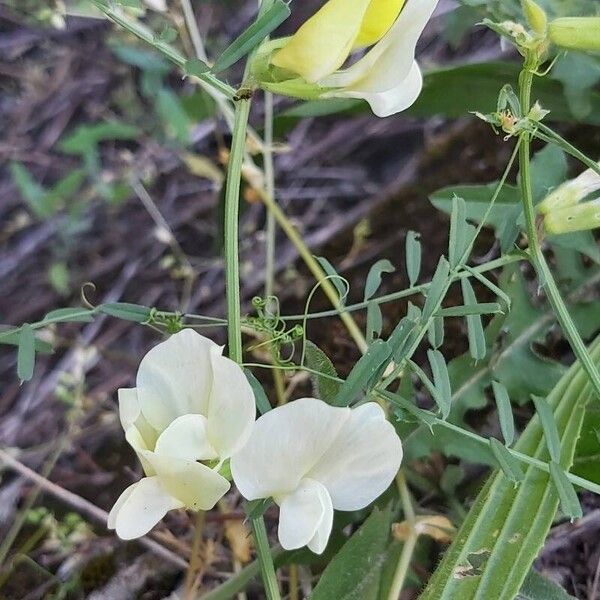 Vicia grandiflora Λουλούδι