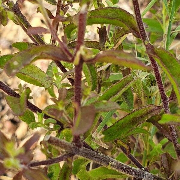 Sesamum angolense Leaf