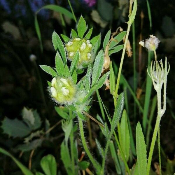 Hymenocarpos cornicinus Цветок