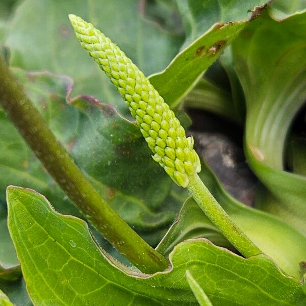 Plantago major Anders