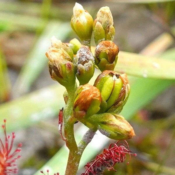 Drosera intermedia Квітка